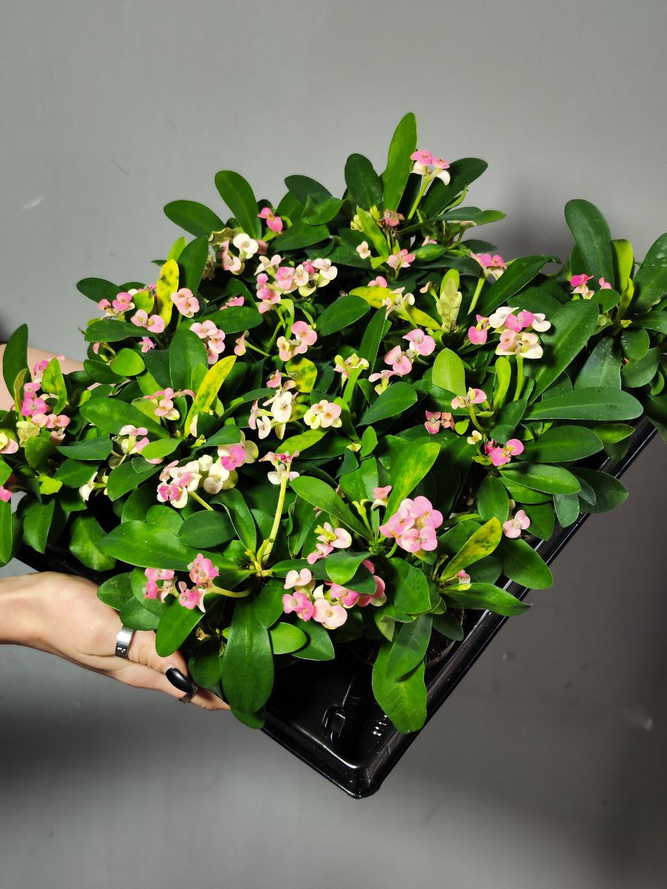 Эуфорбия Миля Нежно - Розовая (Euphorbia Milii Rhea) D6см