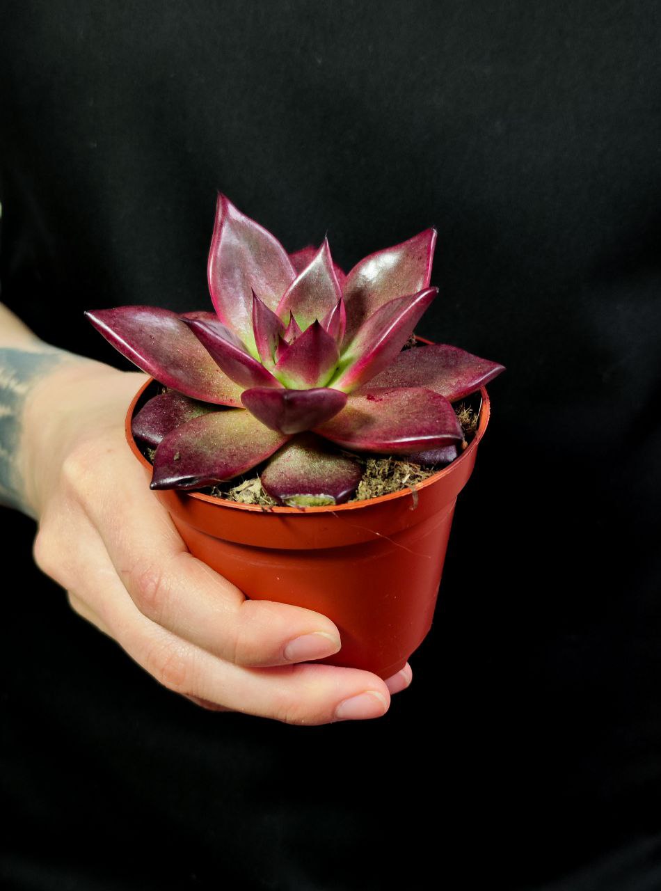Эхеверия Таурус (Echeveria Taurus) D8см