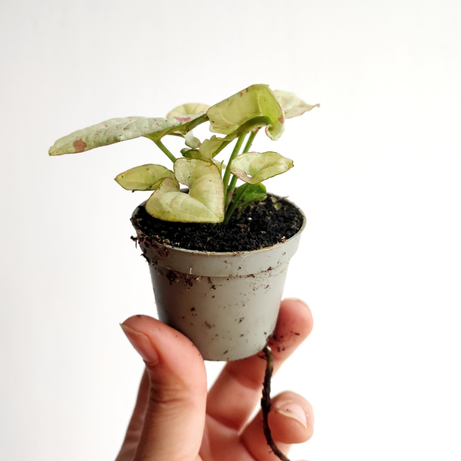 Сингониум Конфетти Милк (Syngonium Milk Konfetti) D6см