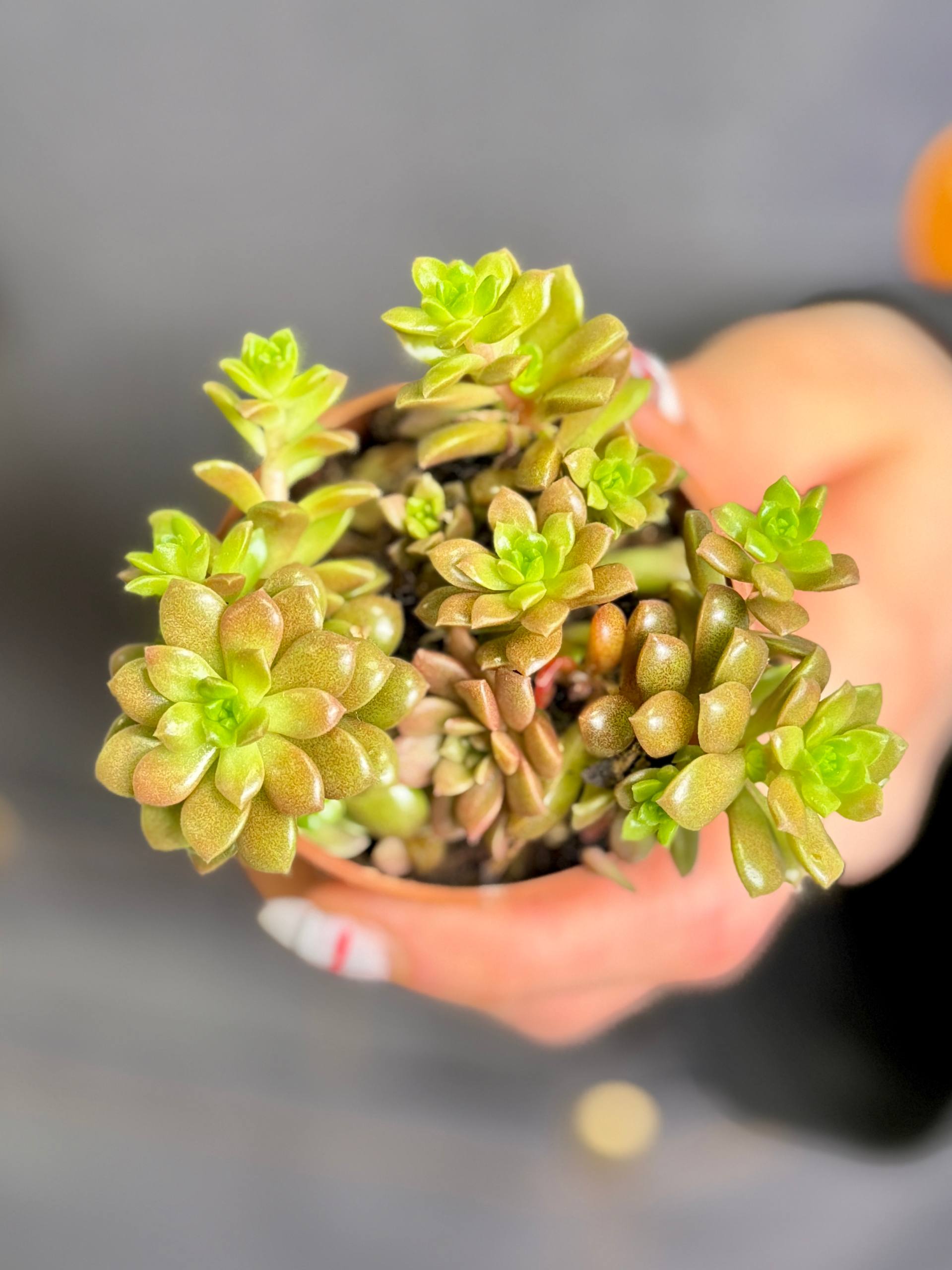Граптоседум Литтл Джимми (Graptosedum Little Gimmie) D5см