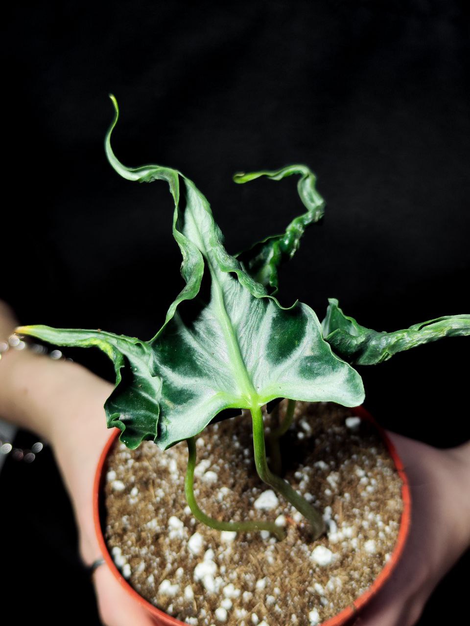 Алоказия Локо (Alocasia Loco) D12см