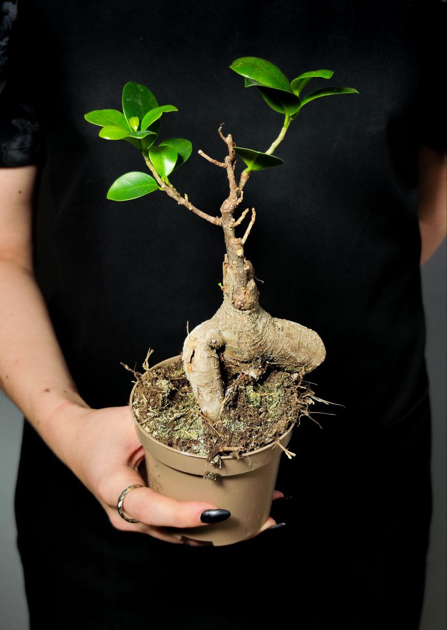 Бонсай Фикус Микрокарпа (Ficus Microcarpa) D9см УЦЕНКА