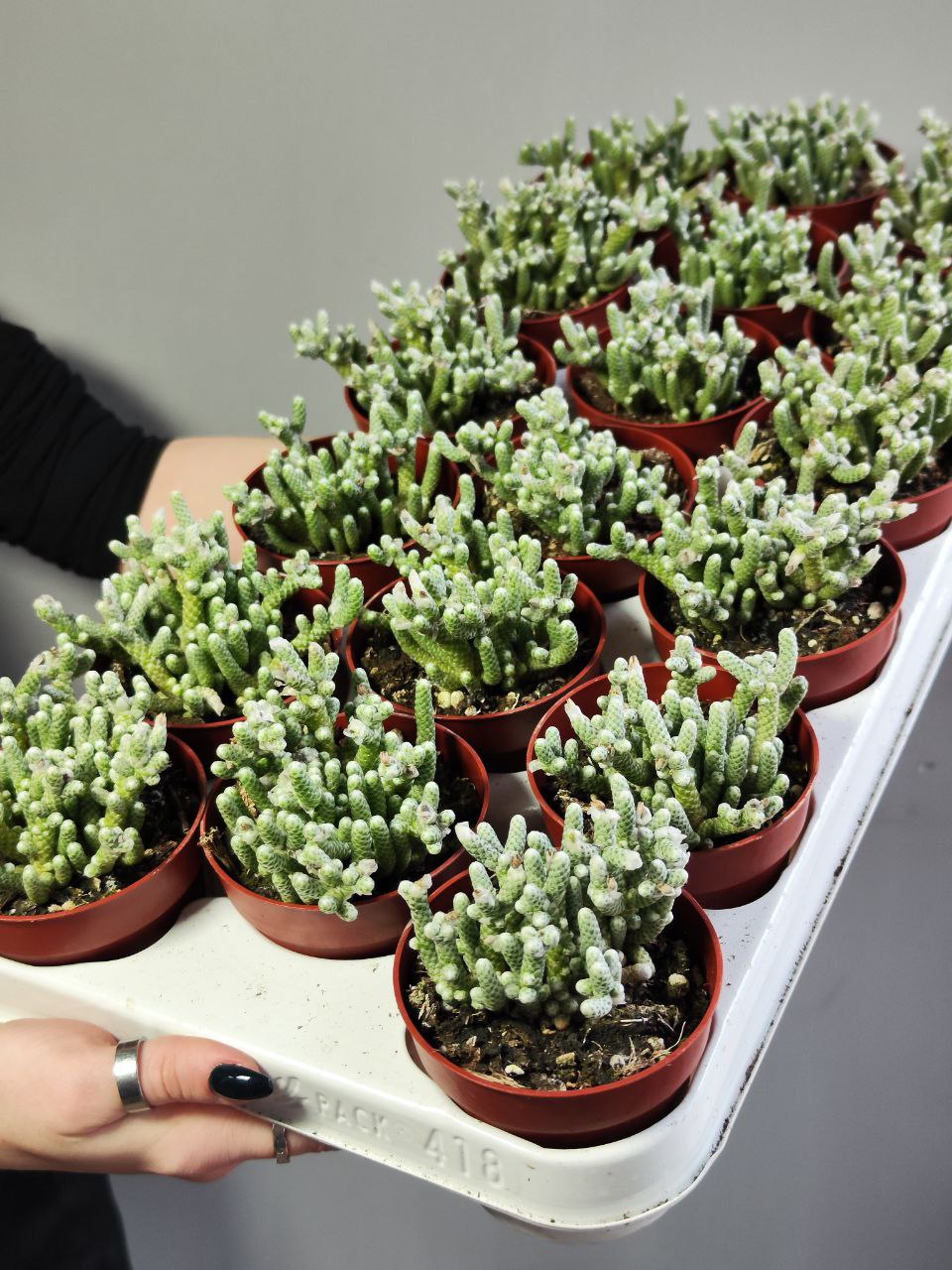 Авония Рекурвата (Avonia Recurvata) D8,5см