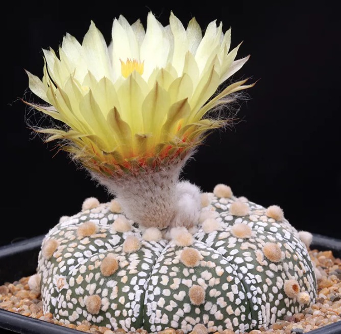 Астрофитум Супер Кабуто (Astrophytum Super Kabuto) D5см