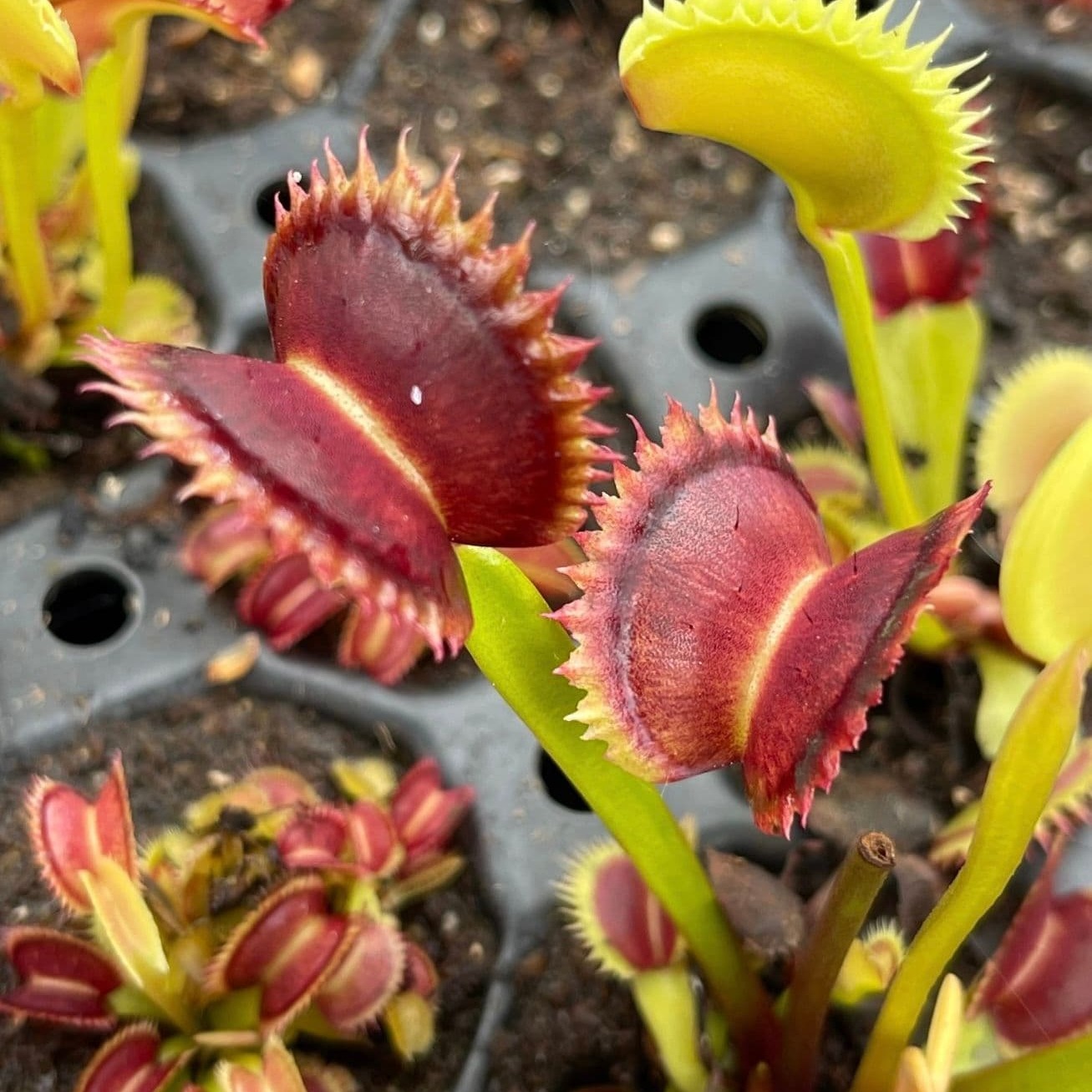 Семена Венериной Мухоловки Короткозубая (Dionaea Muscipula Short Teeth), 15шт