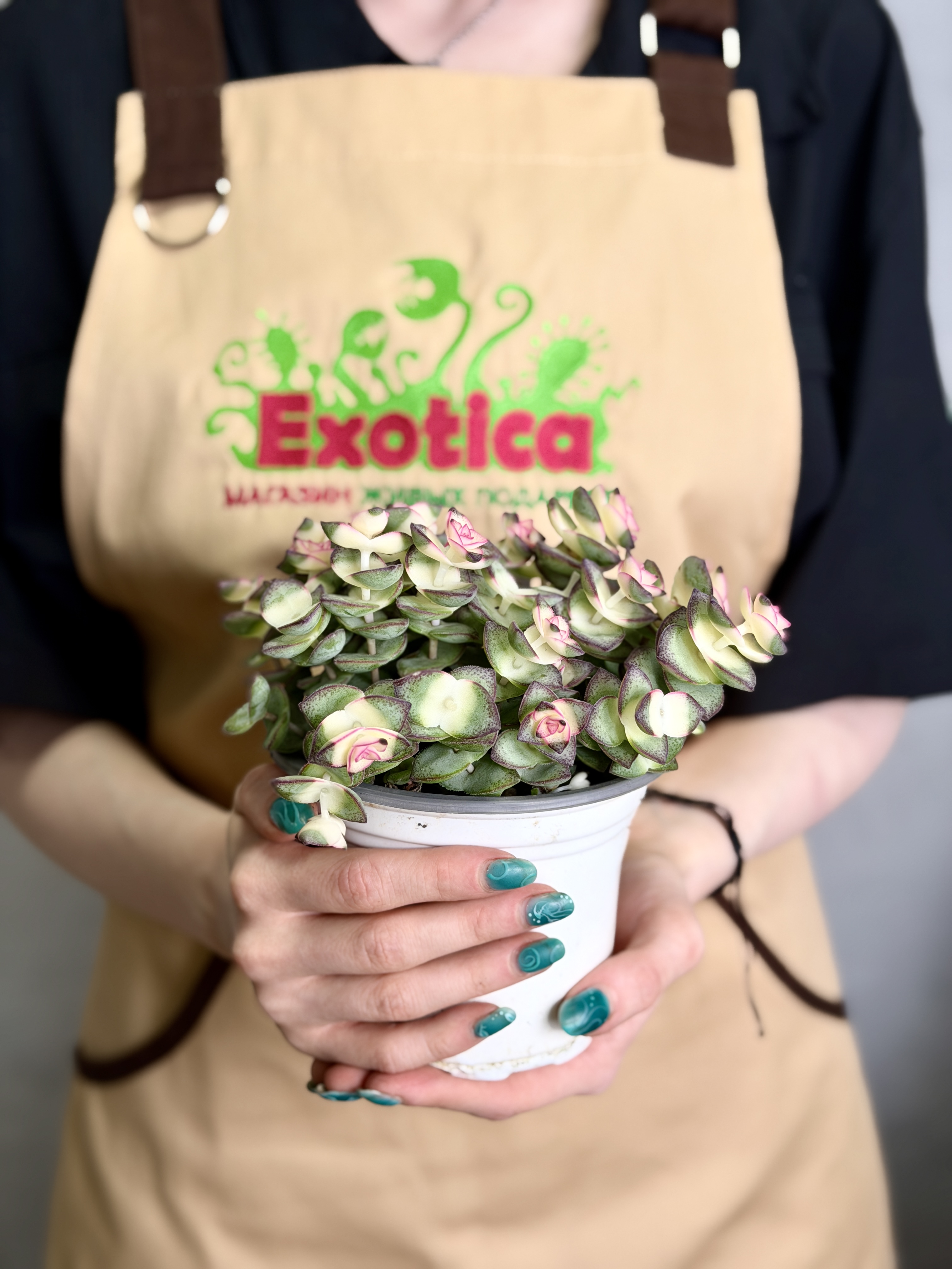 Крассула Стар Принц Брокадэ (Crassula Star Prince Brocade) D11см