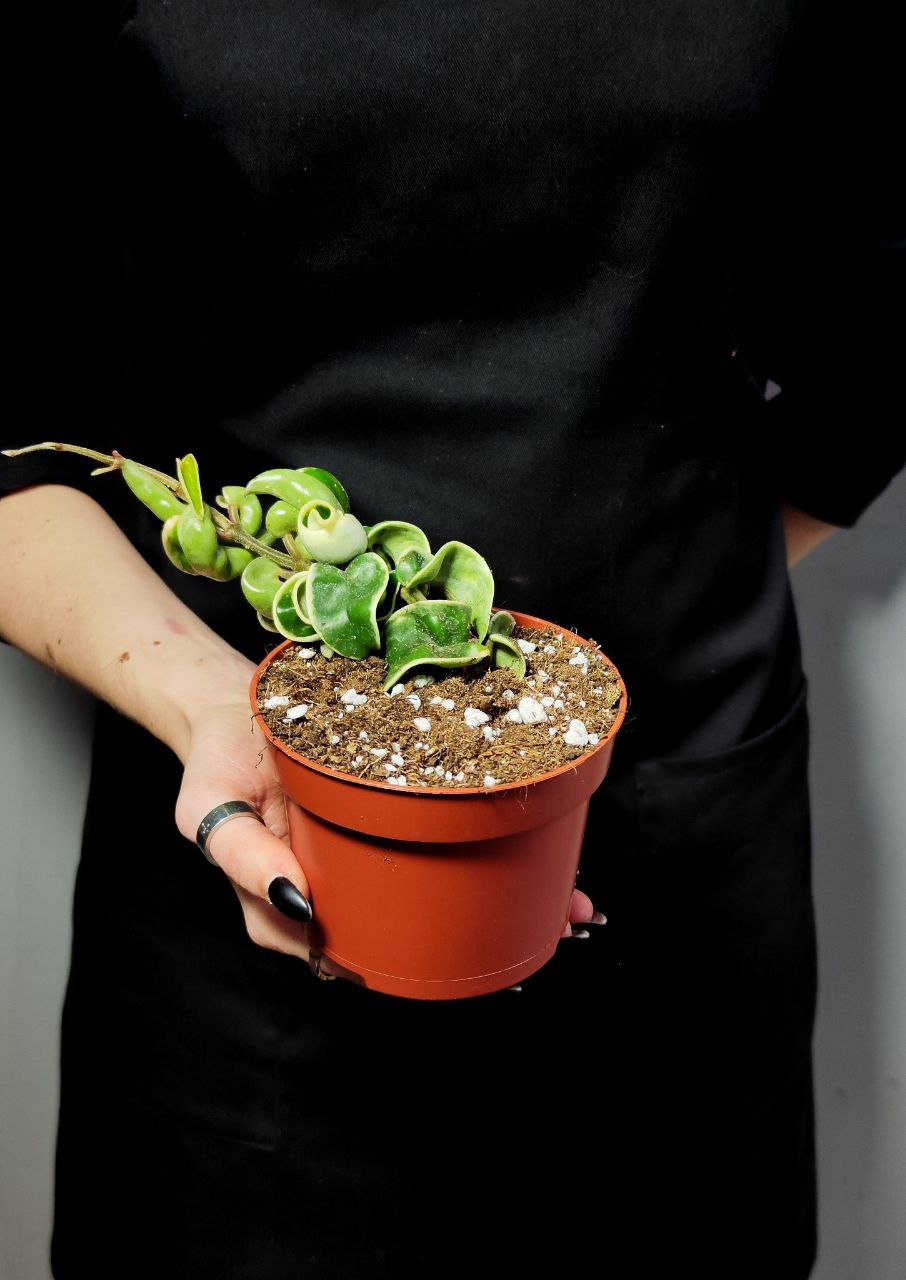 Хойя Компакта Вариегатная  (Hoya Carnosa Compacta Variegata) D10см