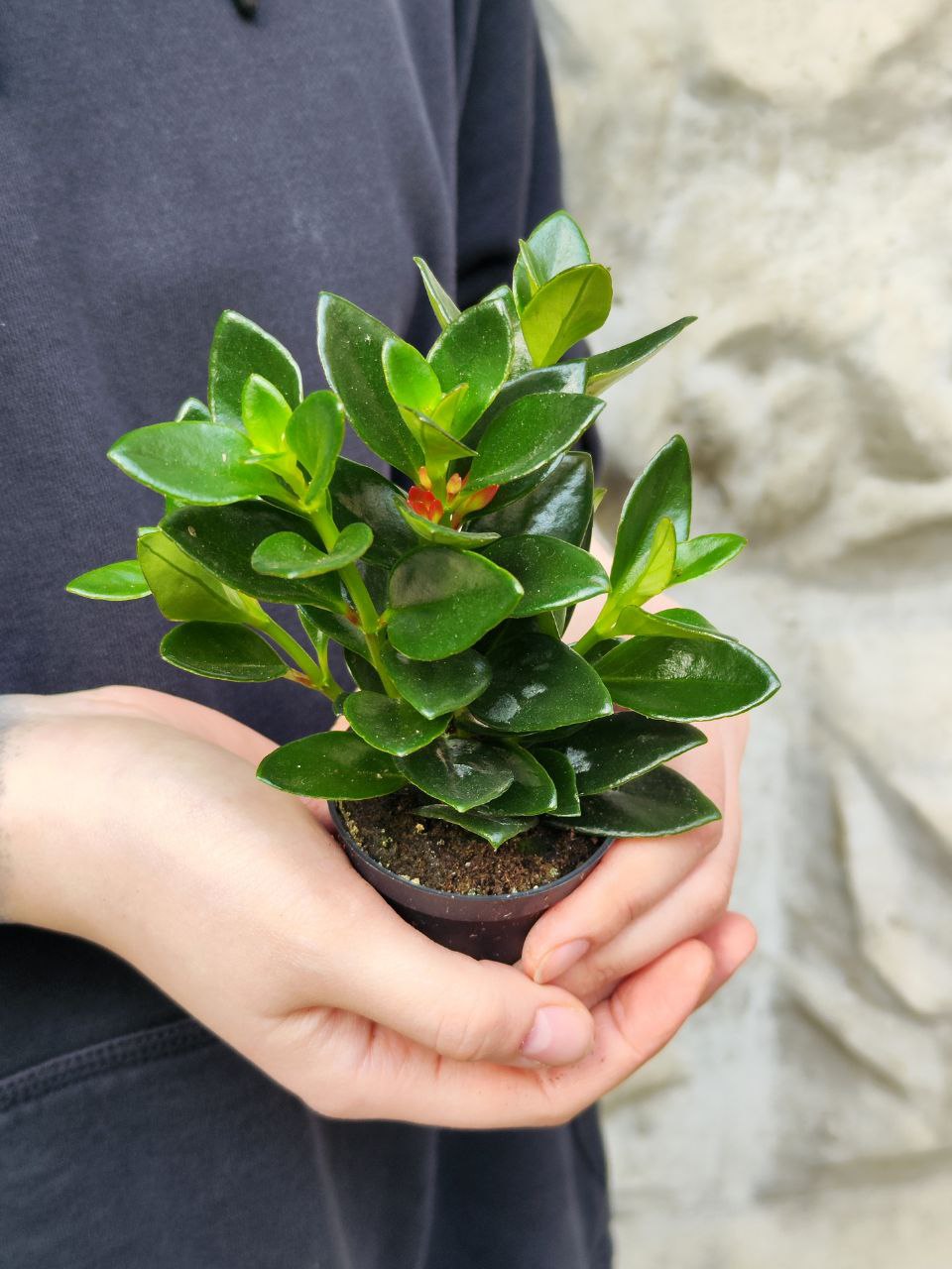 Нематантус, или Золотая Рыбка (Nematanthus) D6см