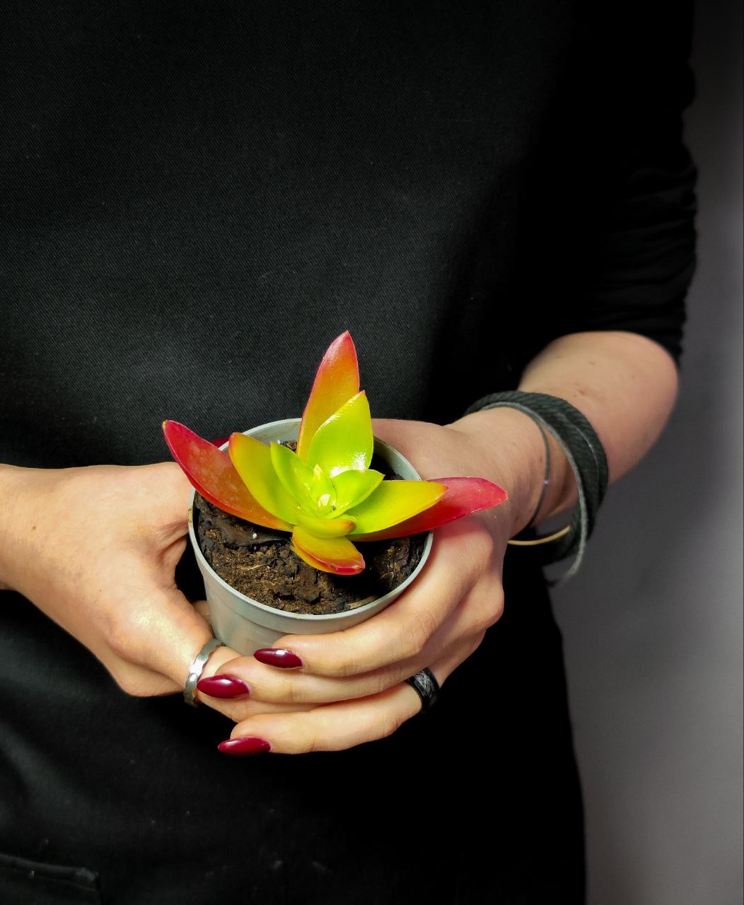 Крассула Капителла Кэмпфайер Ред (Crassula Capitella Campfire Red) D6,5см