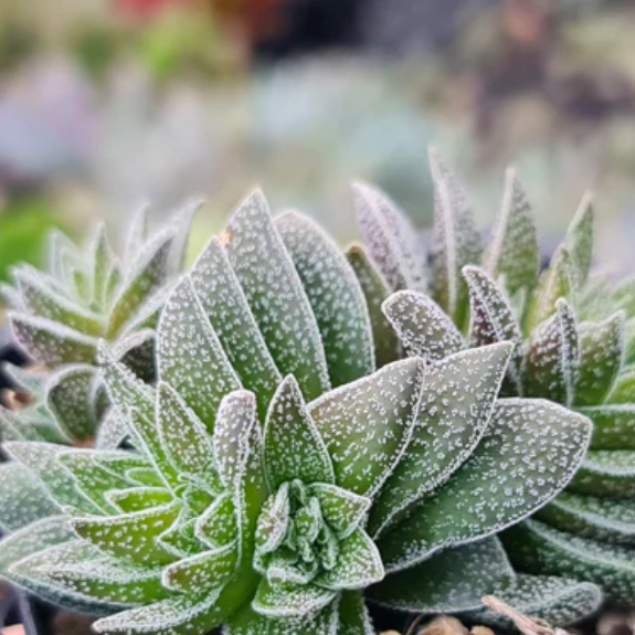Крассула Фрости (Crassula Frosty) D6см