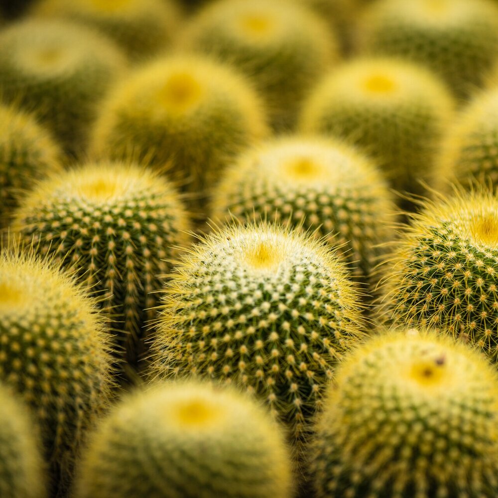 Нотокактус Ленингхауза, или Лимонный Шар (Notocactus Leninghausii) D5см