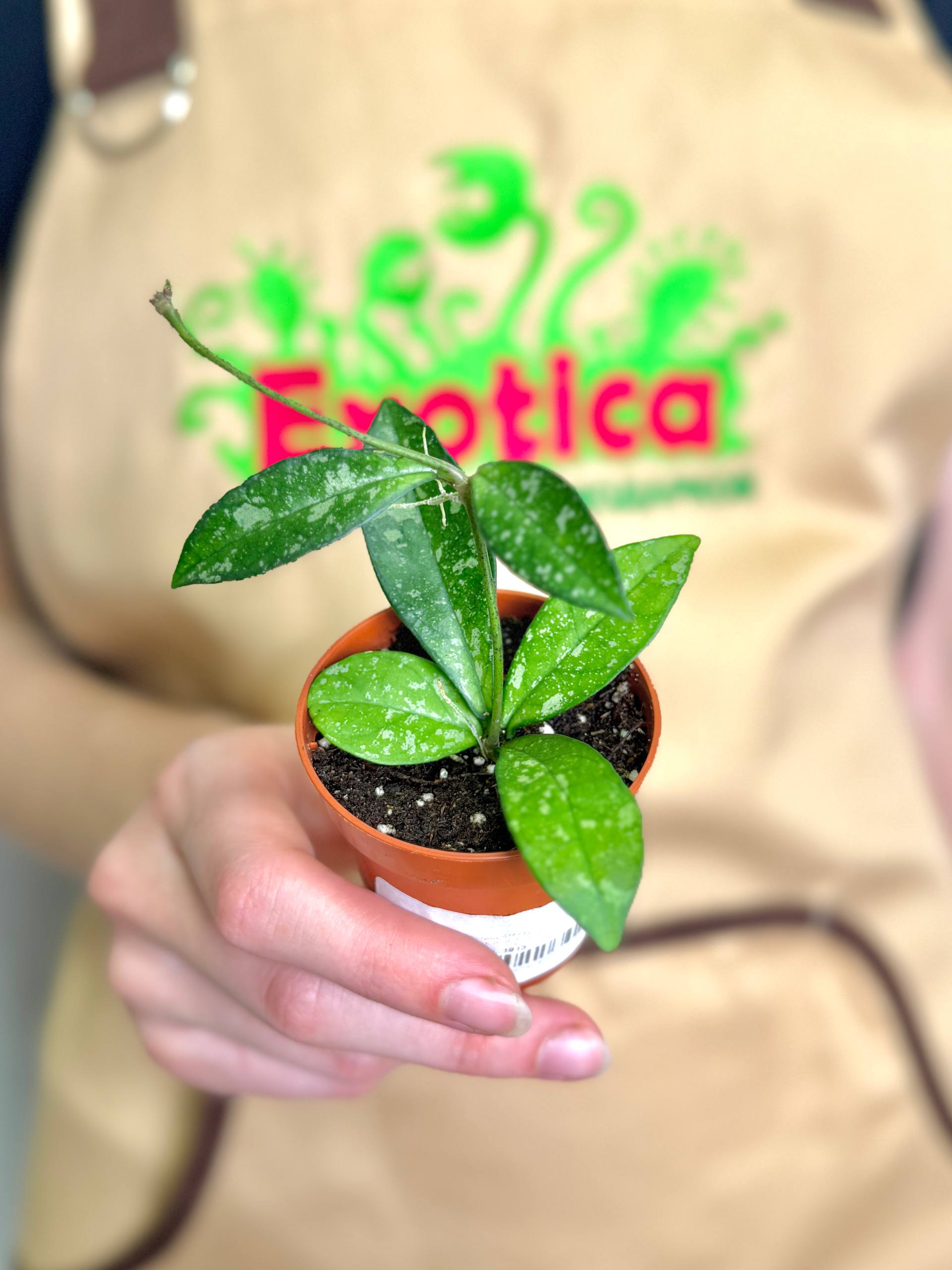 Хойя Крассиопетиолата Сплеш (Hoya Crassipetiolata Splash) D6см