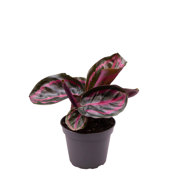 Калатея Розеопикта Иллюстрис (Calathea Roseopicta Illustrious) D6см