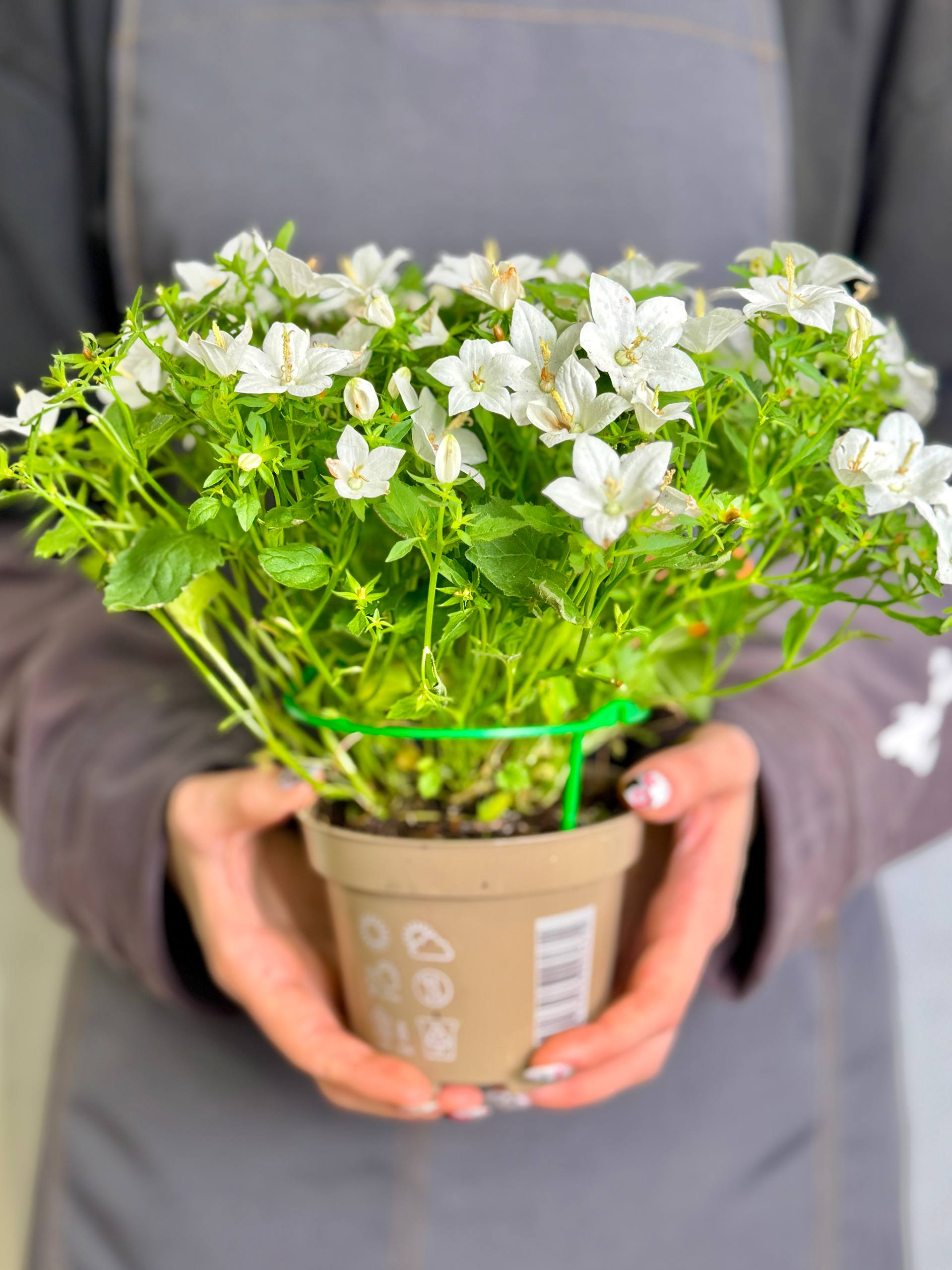 Кампанула Изофилла Белая, или Колокольчик Невеста (Campanula Isophylla White) D11см