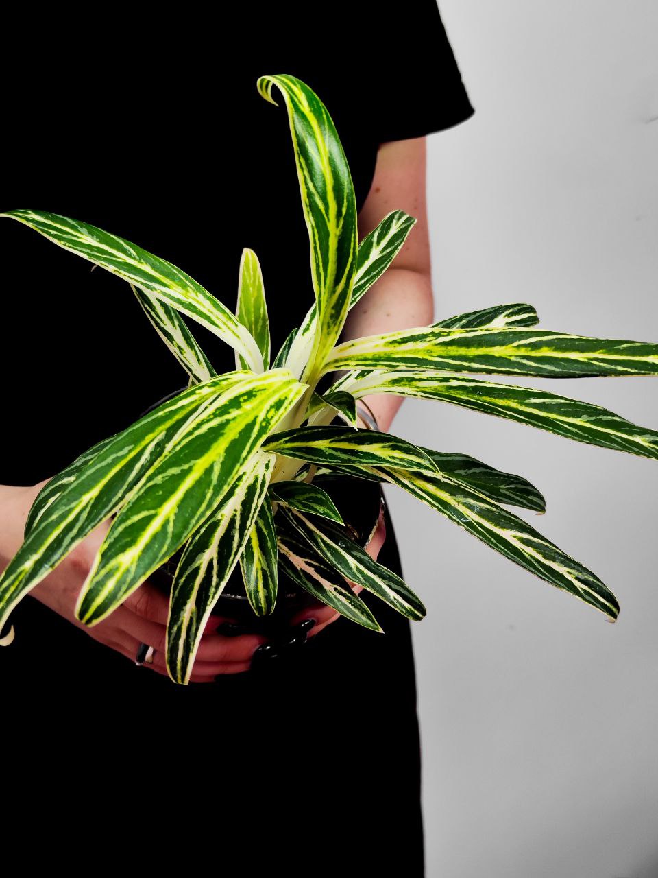 Аглаонема Зебра (Aglaonema Zebra Feathers) D12см