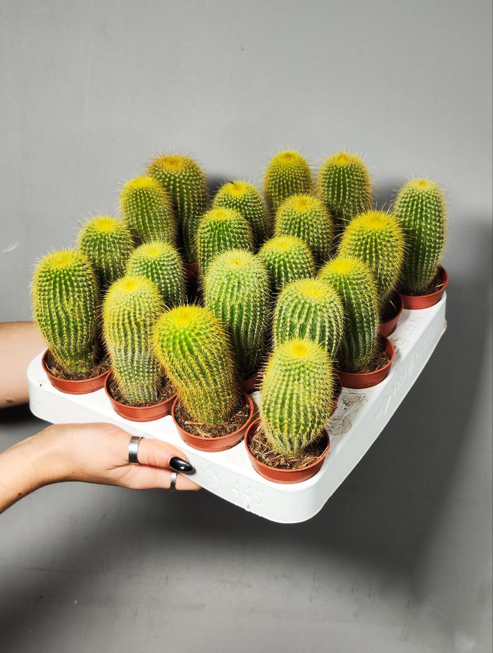 Нотокактус Ленингхауза, или Лимонный Шар (Notocactus Leninghausii) D5см