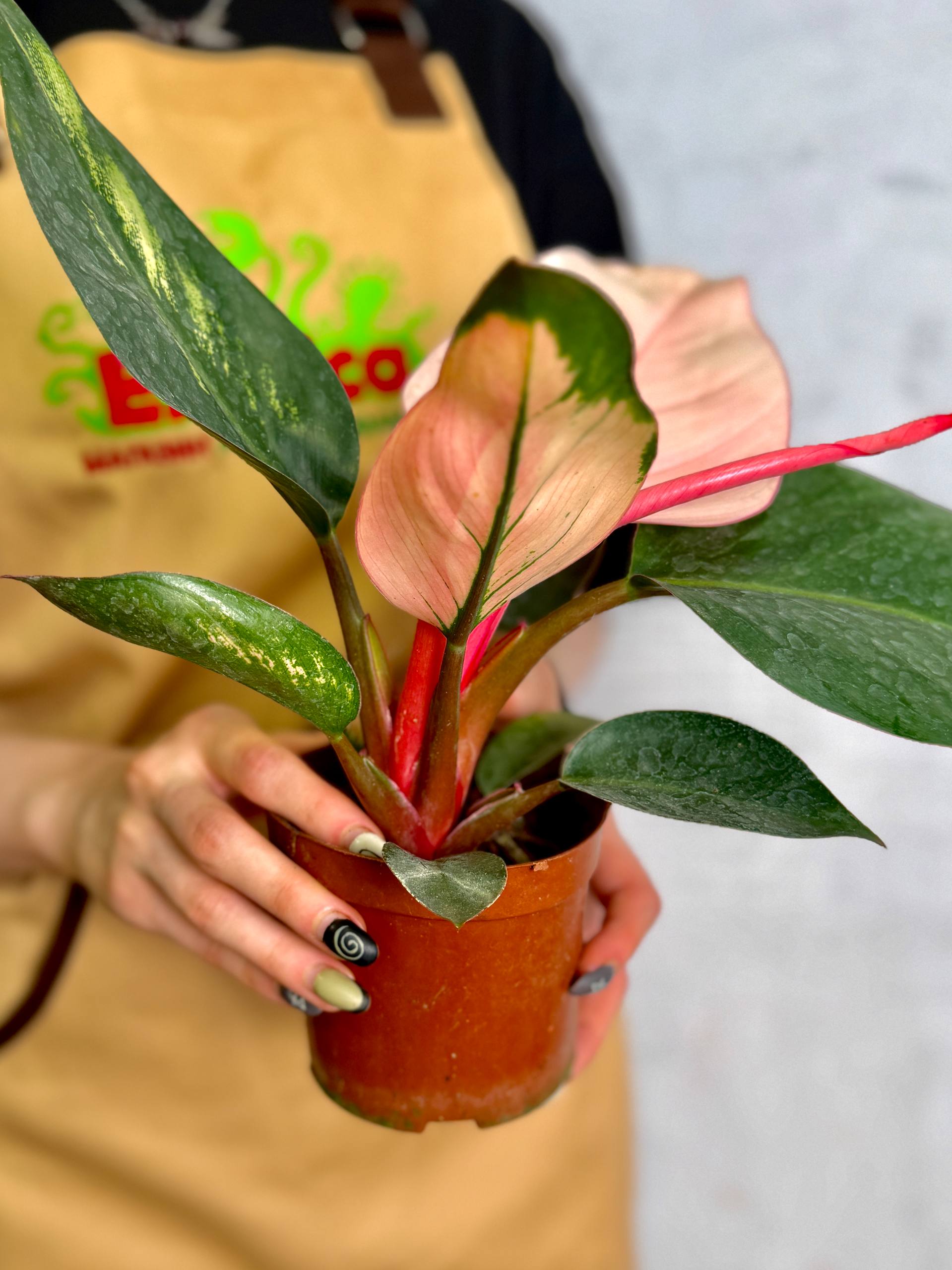 Филодендрон Пинк Конго (Philodendron Rojo Pink Congo) D9см