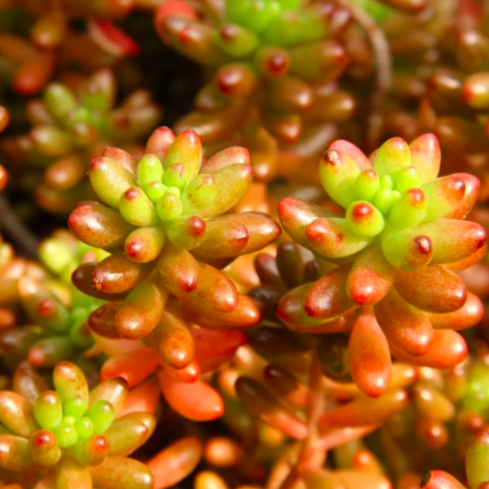 Седум Рубротинктум Мини (Sedum Rubrotinctum Mini) D5см