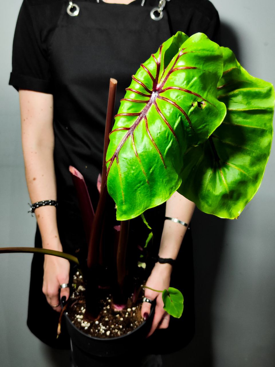 Колоказия Маска Фараона Черная (Colocasia Pharaoh's Mask) D21см (КЛУБНИ)