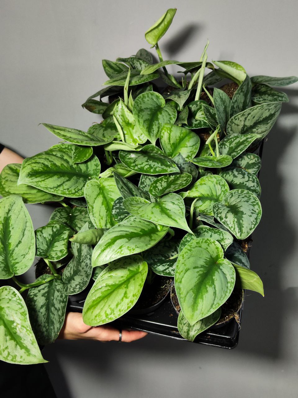 Сциндапсус Пиктус Экзотика (Scindapsus Pictus Exotica) D12см