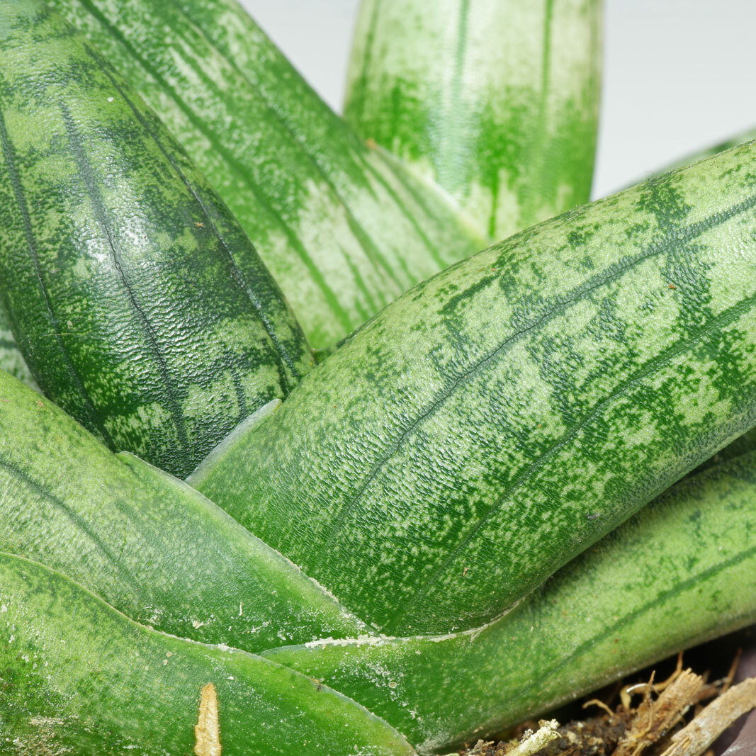 Сансевиерия Цилиндрика Бонцелленсис (Sansevieria Boncellensis) D6см