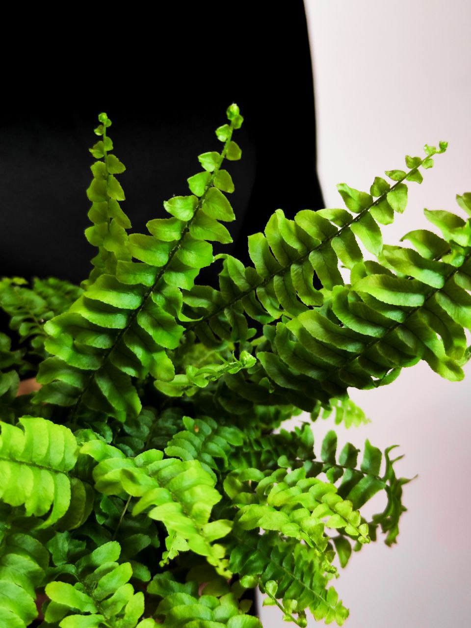 Нефролепис Бостон (Nephrolepis Boston) D8,5см