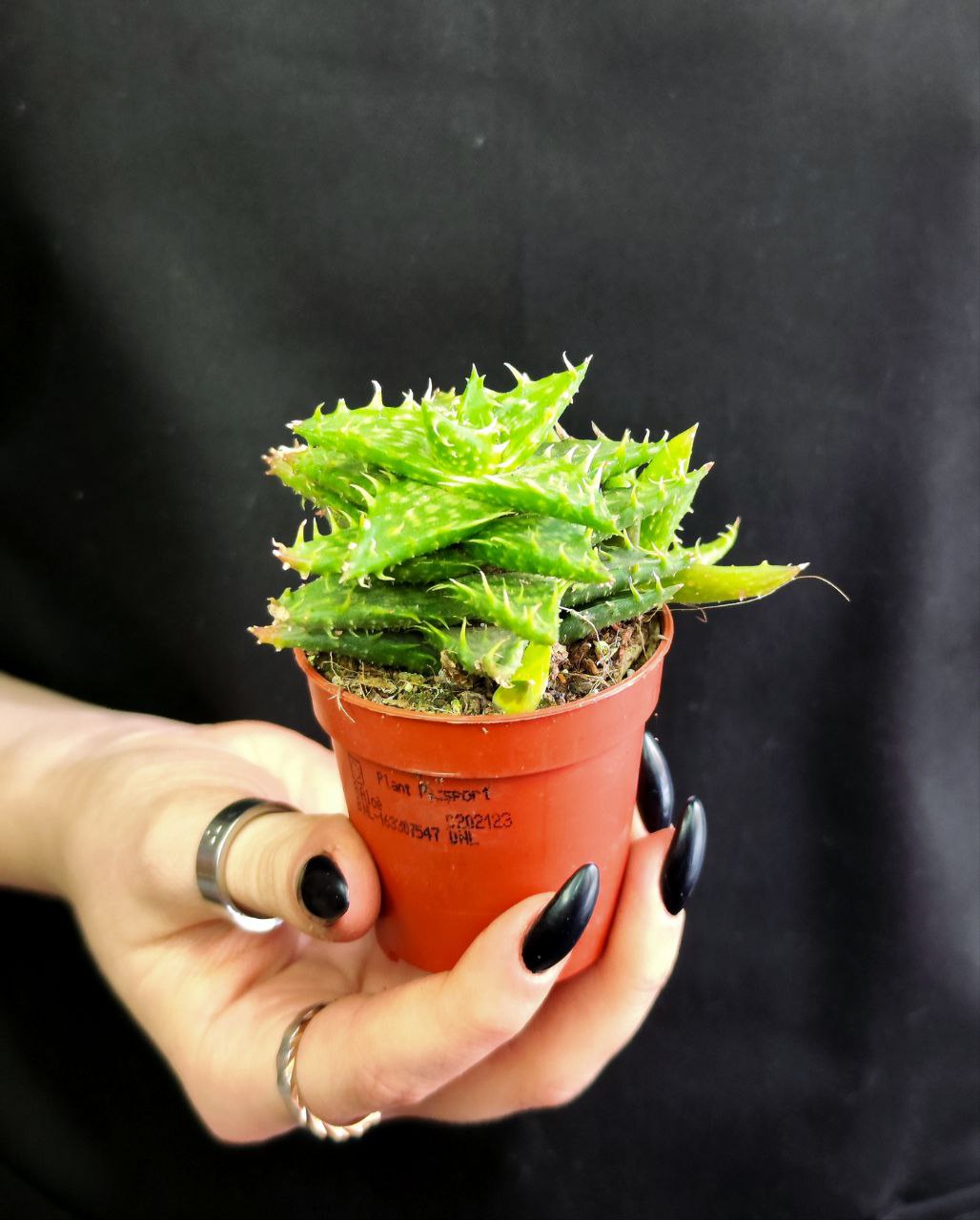 Алоэ Оттопыренное Груп (Aloe Squarrosa Group) D5см