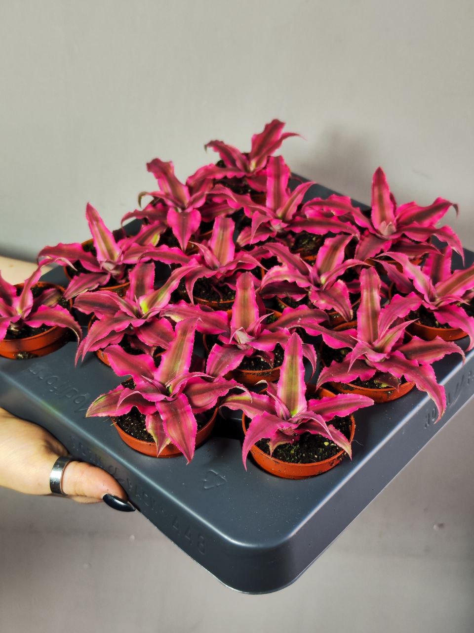 Криптантус Рубин Стар (Cryptanthus Rubin Star) D5см