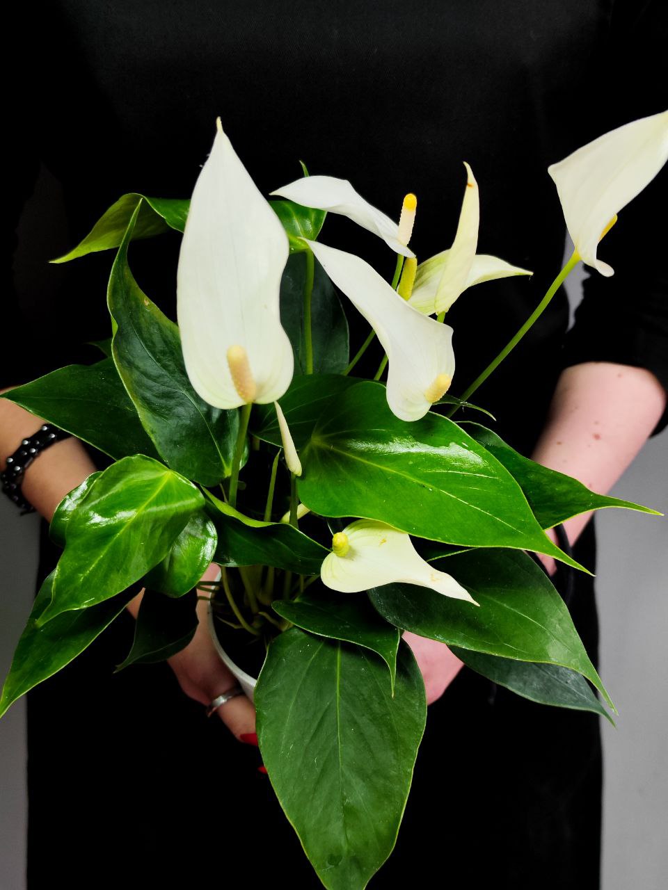 Антуриум Лилли Вайт (Anthurium An Lilli White) D9см