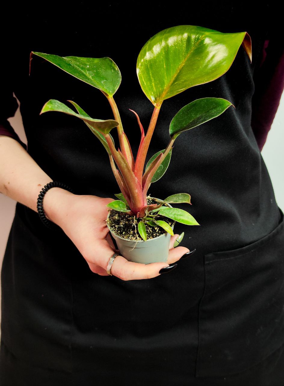 Филодендрон Пинк Биркин Недовариегата (Philodendron Pink Birkin) D6см