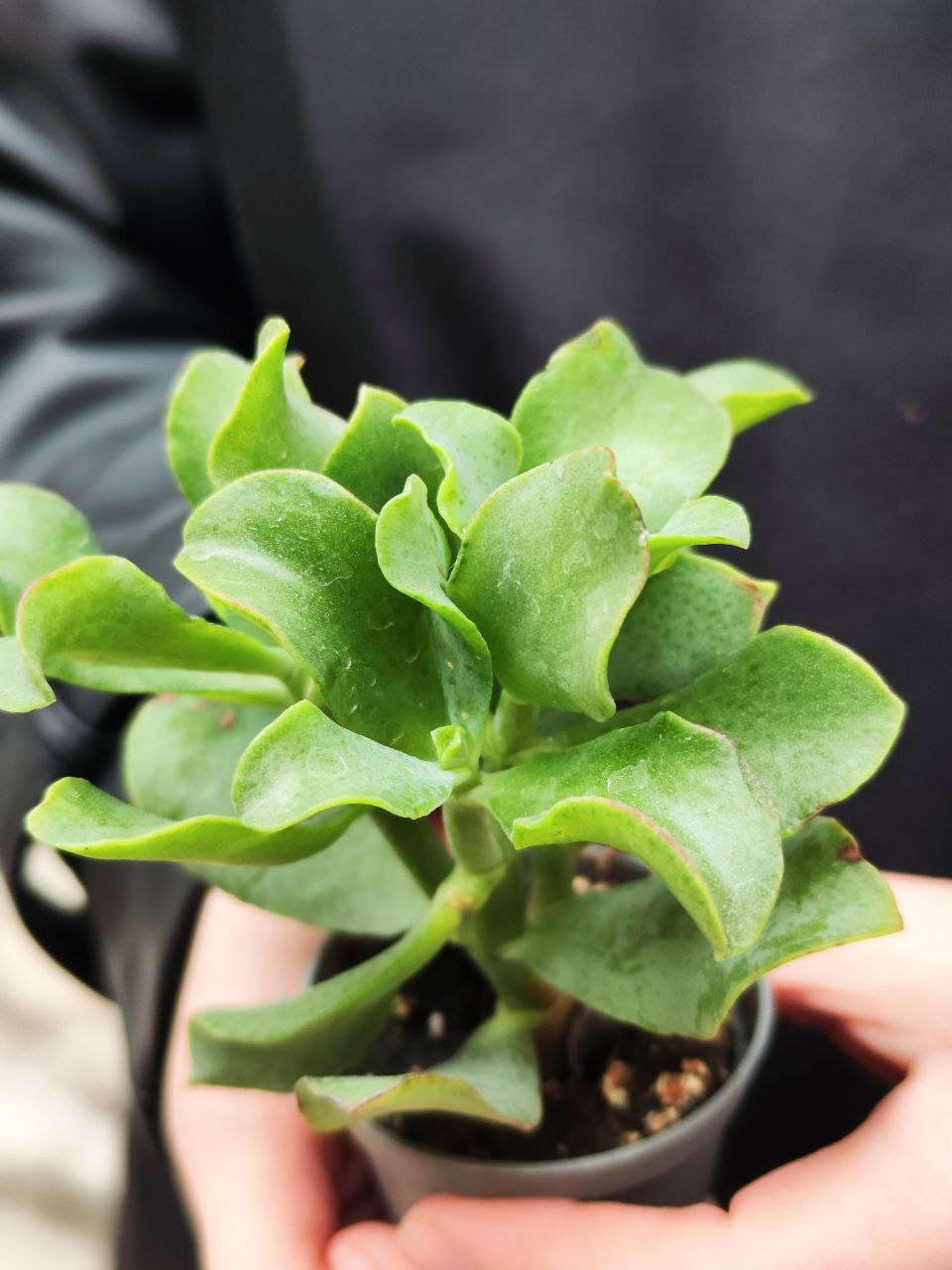 Крассула Древовидная Кудрявая (Crassula Arborescens Curly) D5см