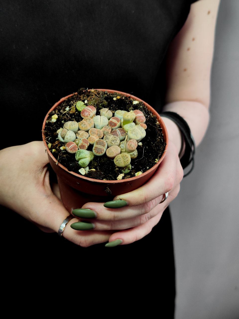 Литопс Микс (Lithops Mix) D8см