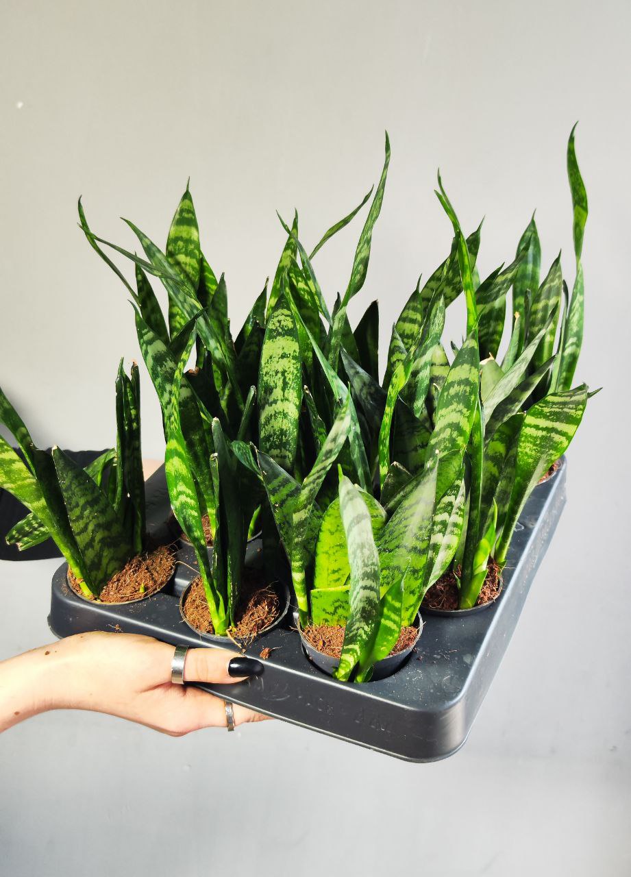 Сансевиерия Зейланика (Sansevieria Zeylanica) D6см УЦЕНКА
