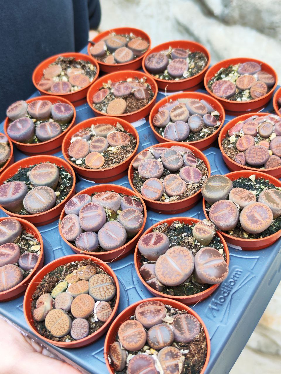 Буро - Коричневые Литопсы Аукамп (Lithops Aucampiae) D5см