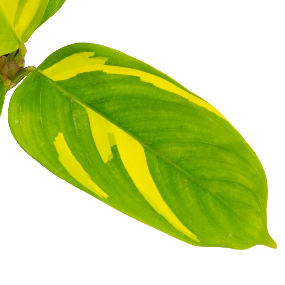 Ктенанта Пилоза Голден Мозаик (Ctenanthe Pilosa Golden Mosaic) D6см