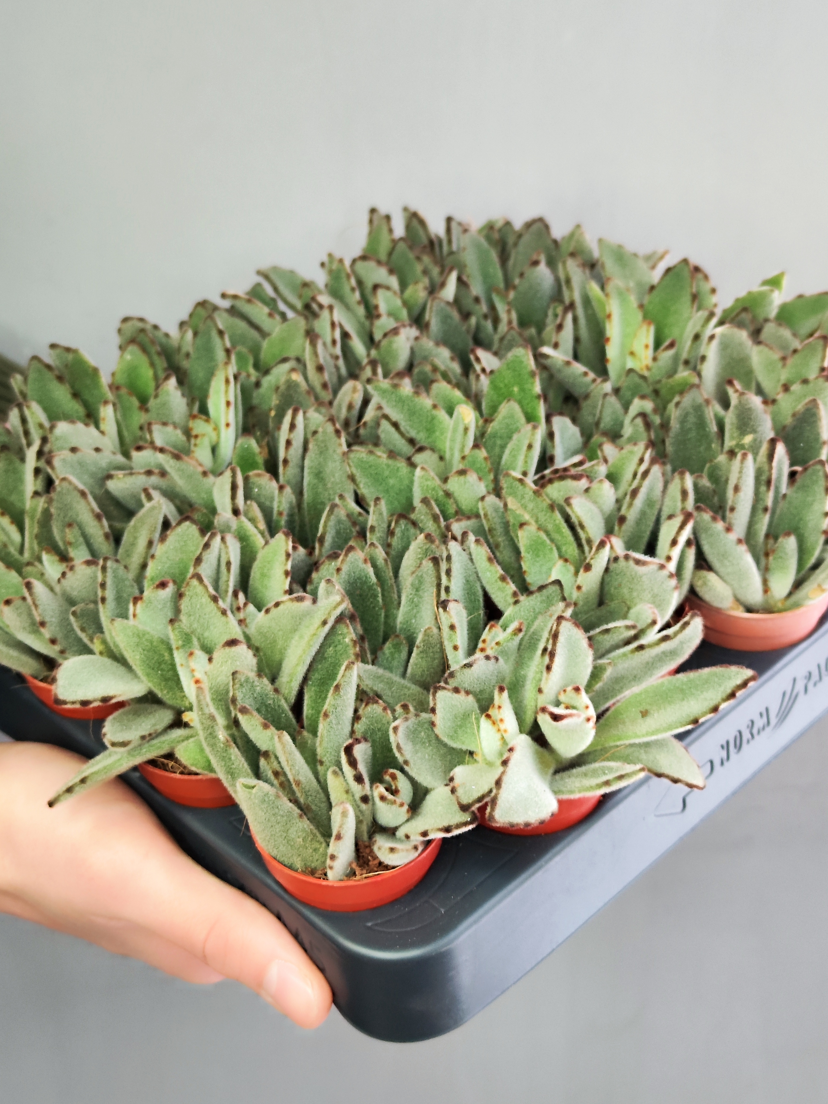 Каланхоэ Томентоза Лайт, или Войлочное (Kalanchoe Tomentosa Light) D5см