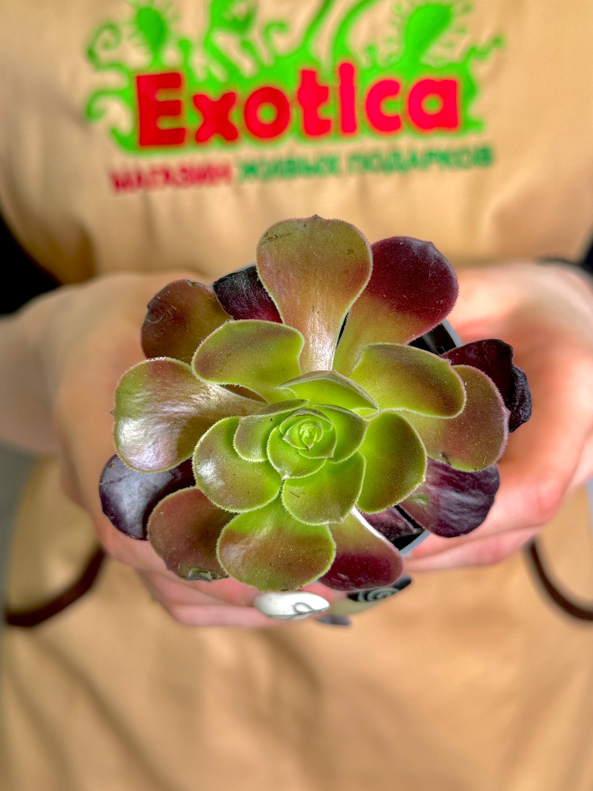 Эониум Велюр (Aeonium Velour) D6,5см