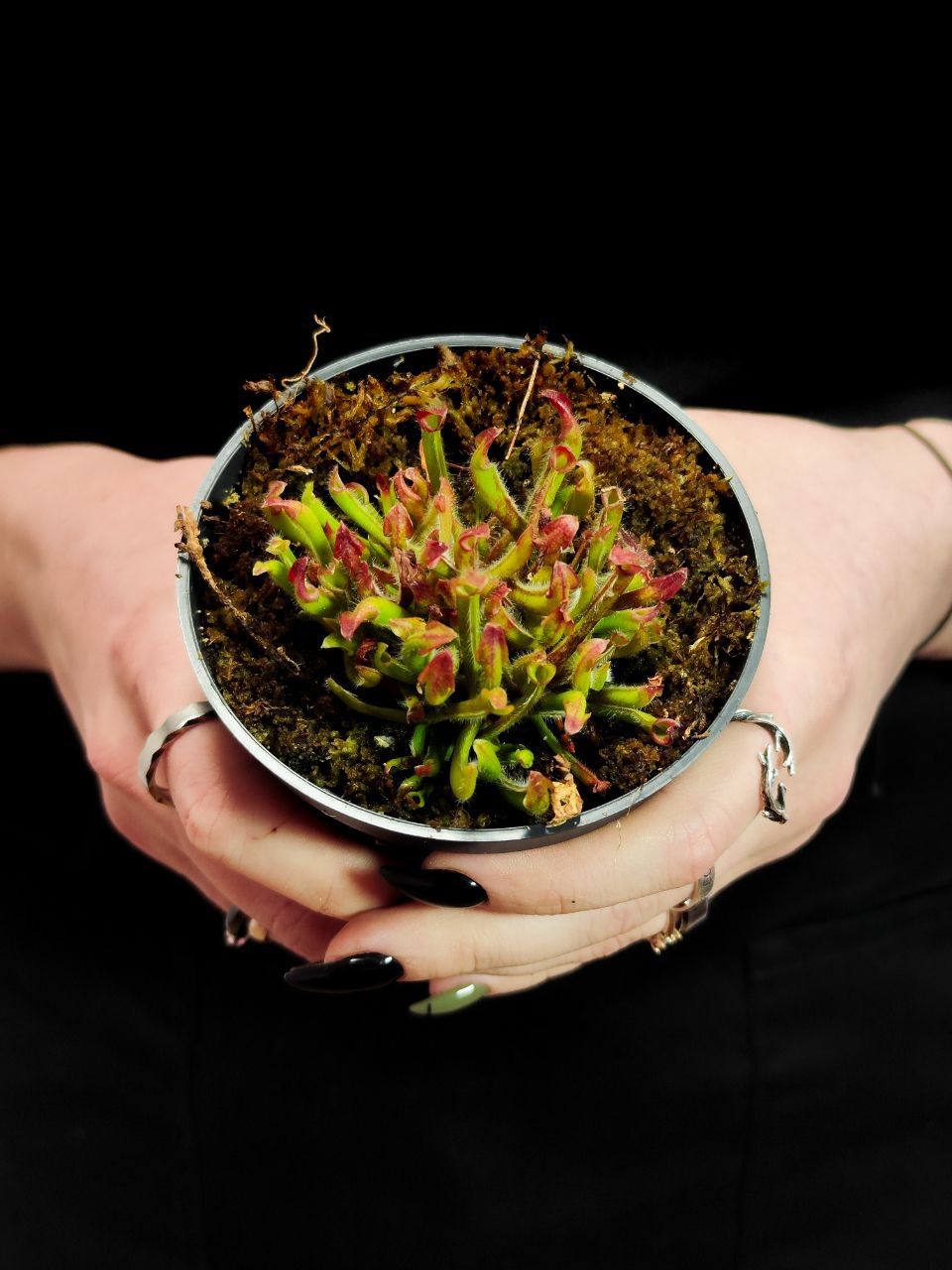 Гелиамфора Мини Грин (Heliamphora Heterodoxa x Minor) D9см