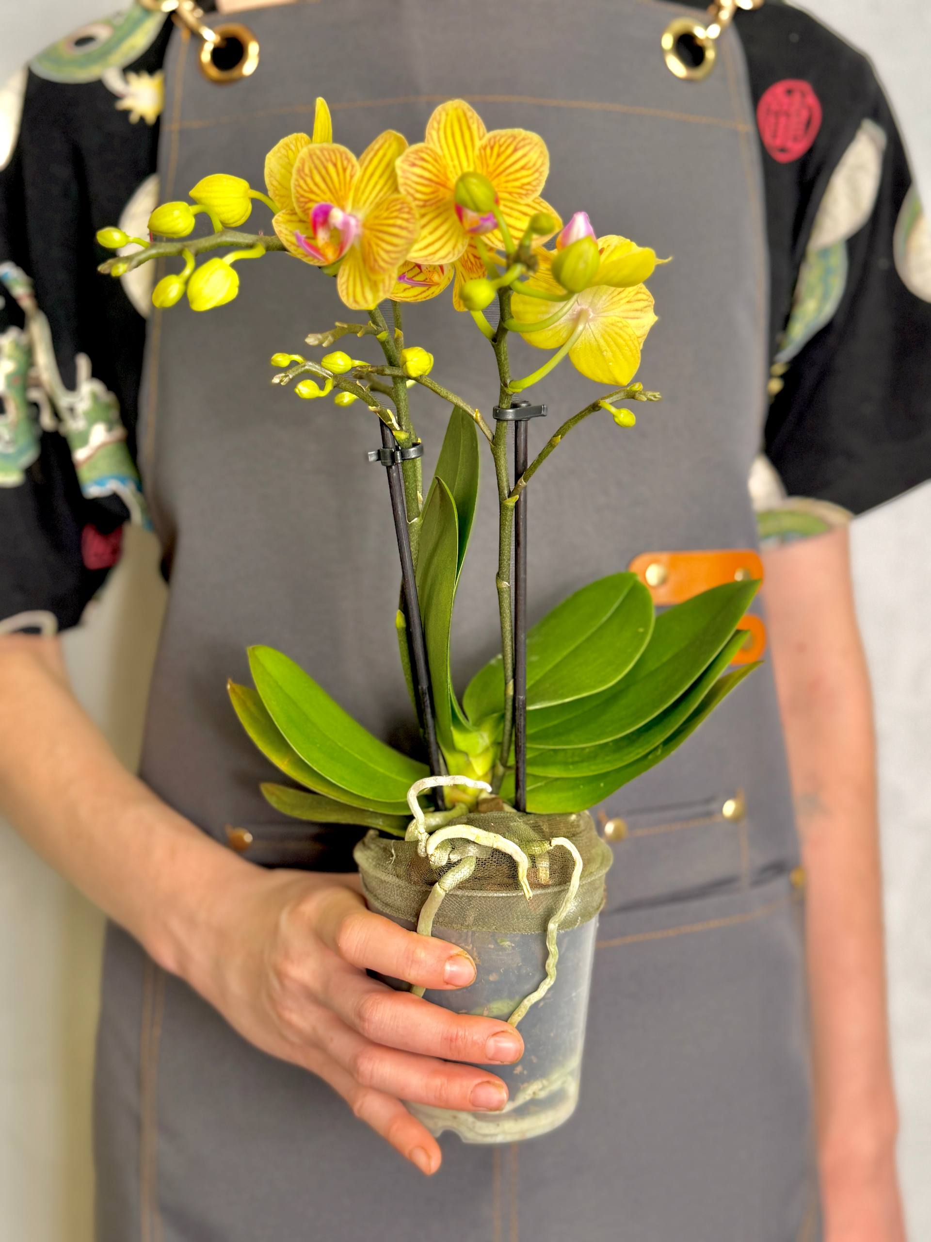 Орхидея Фаленопсис Лима (Phalaenopsis Multiflora Lima) D9см