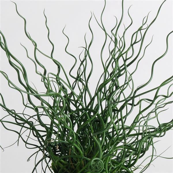 Джункус Спиралис, или Ситник (Juncus Spiralis) D6см