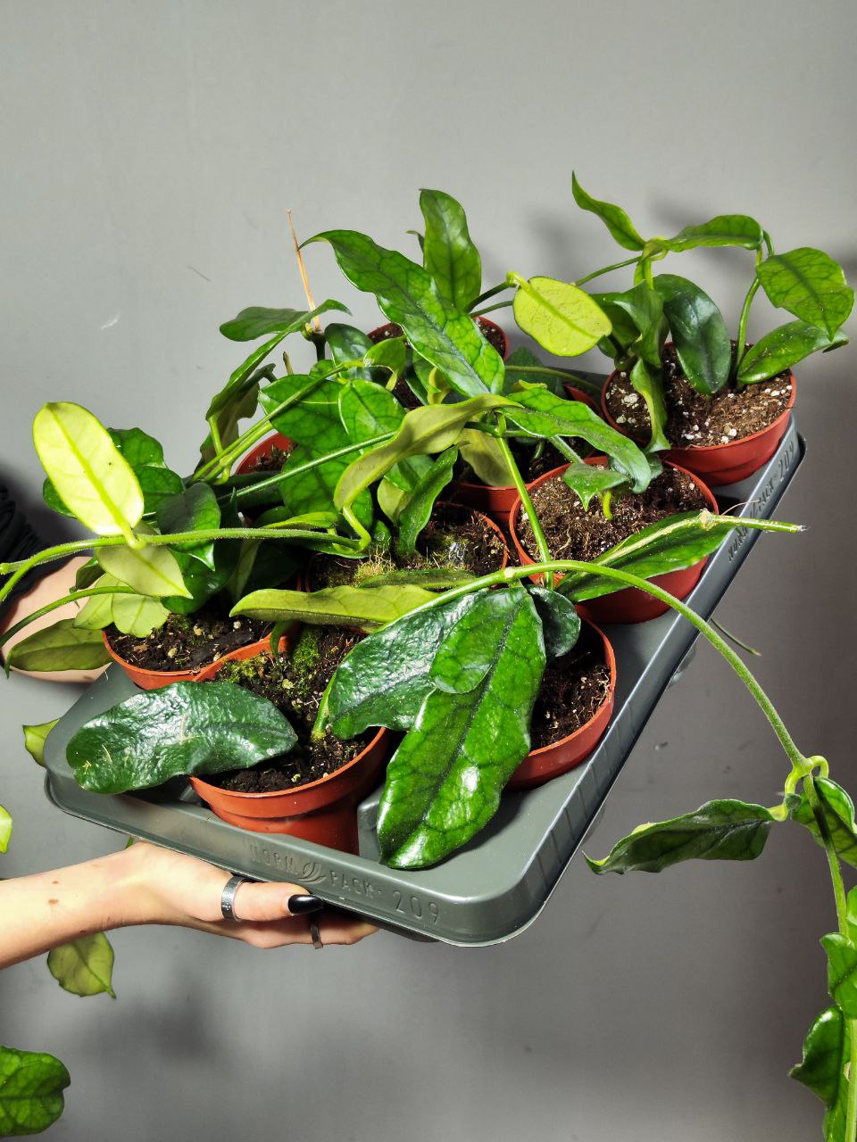 Хойя Виллоза (Hoya Villosa) D10см