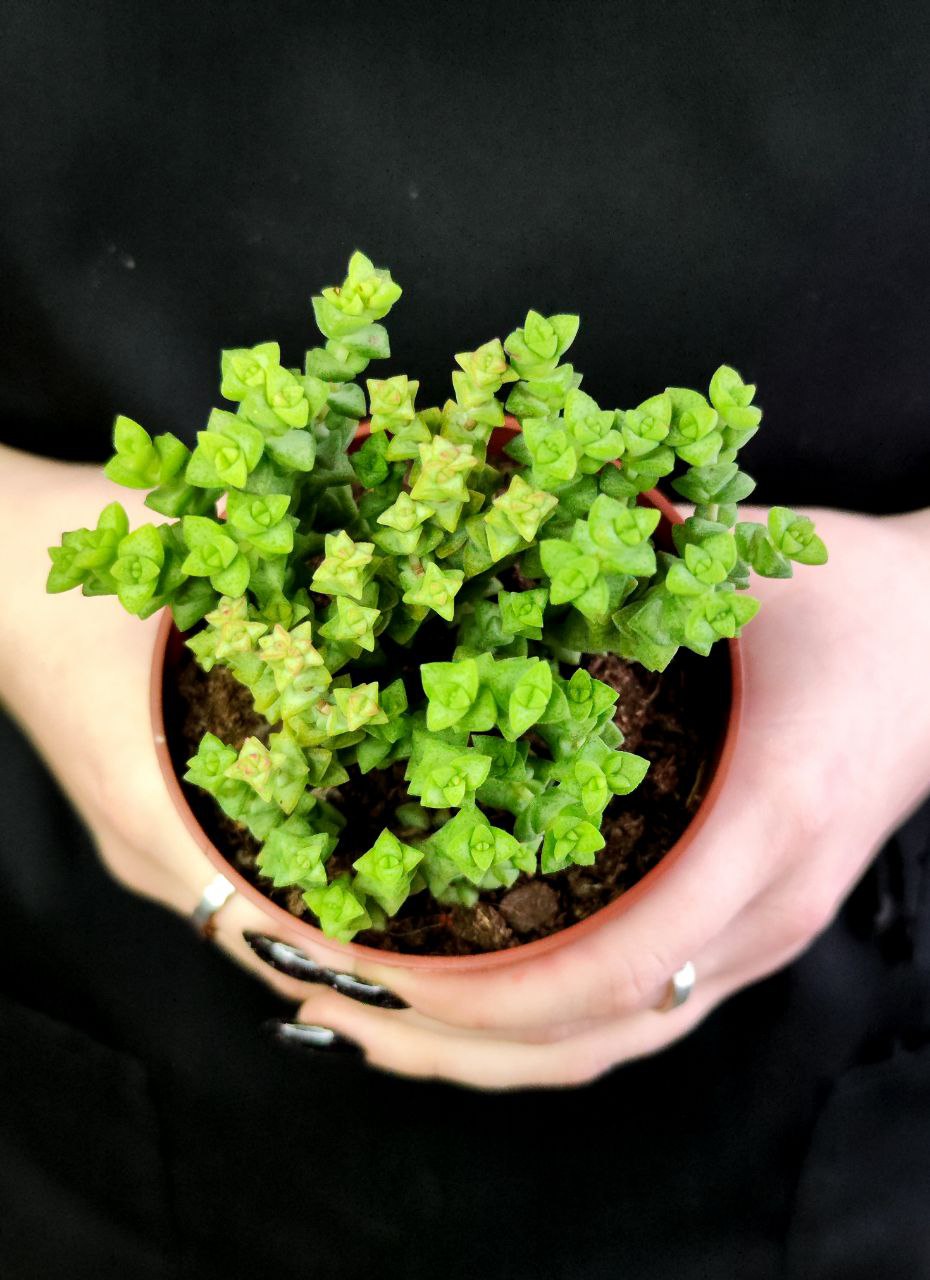 Крассула Рупестрис Том Тумб (Crassula Tom Thub) D8,5см