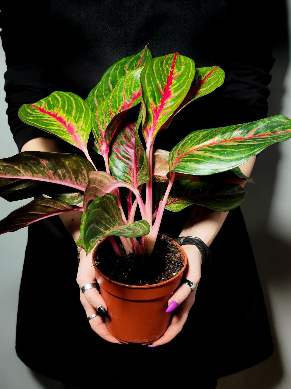 Аглаонема Парадиз Ред (Aglaonema Paradise Red) D12см