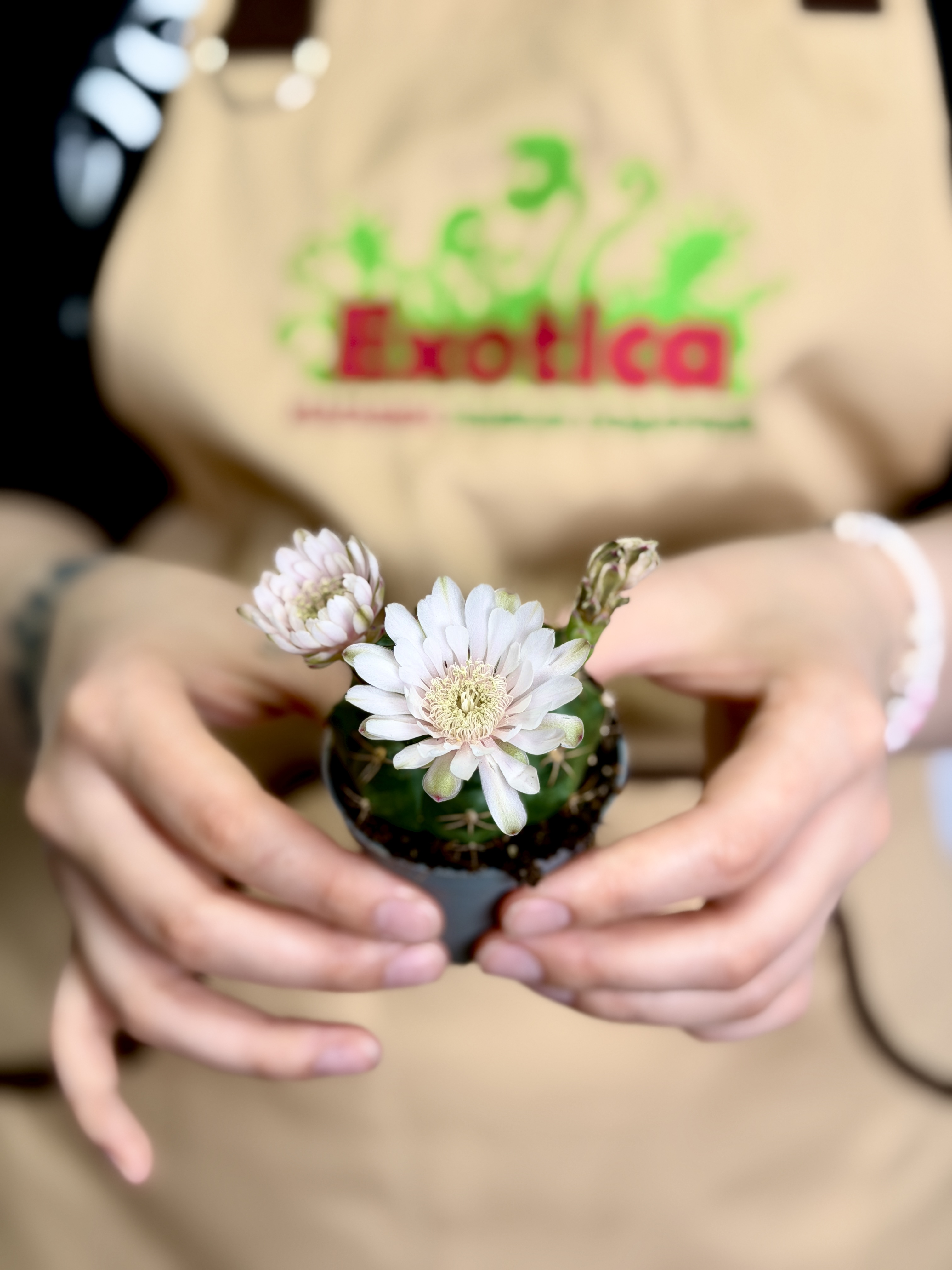 Гимнокалициум Балдианум Альбифлорум (Gymnocalycium Baldianum f. Albiflorum) D6см