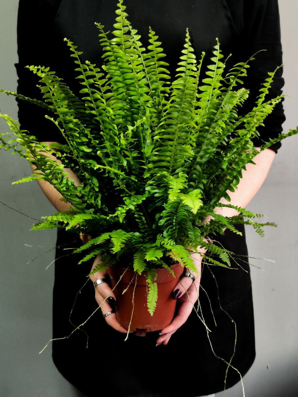 Нефролепис Грин Леди (Nephrolepis Green Lady) D12см
