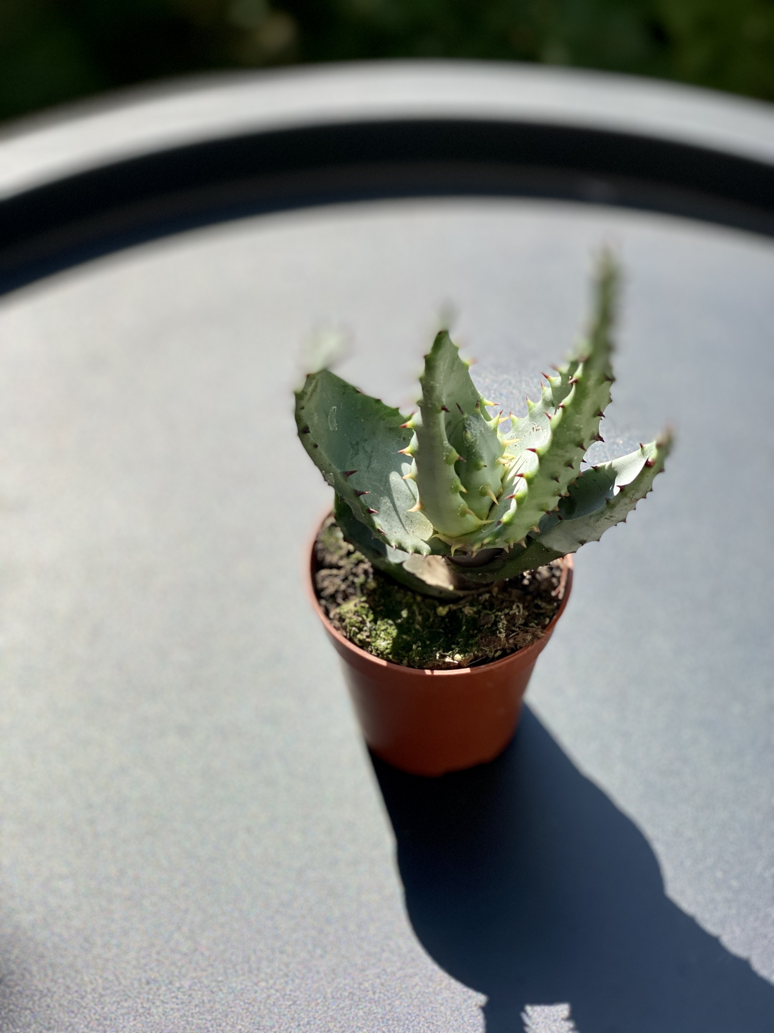 Алоэ коротколистное, или Алоэ Бревиофолия (Aloe Brevifolia) D5см