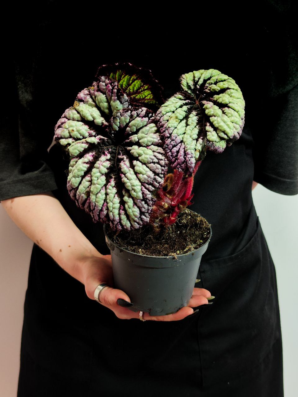 Бегония Рекс Файерворкс (Begonia Rex Fireworks) D12см