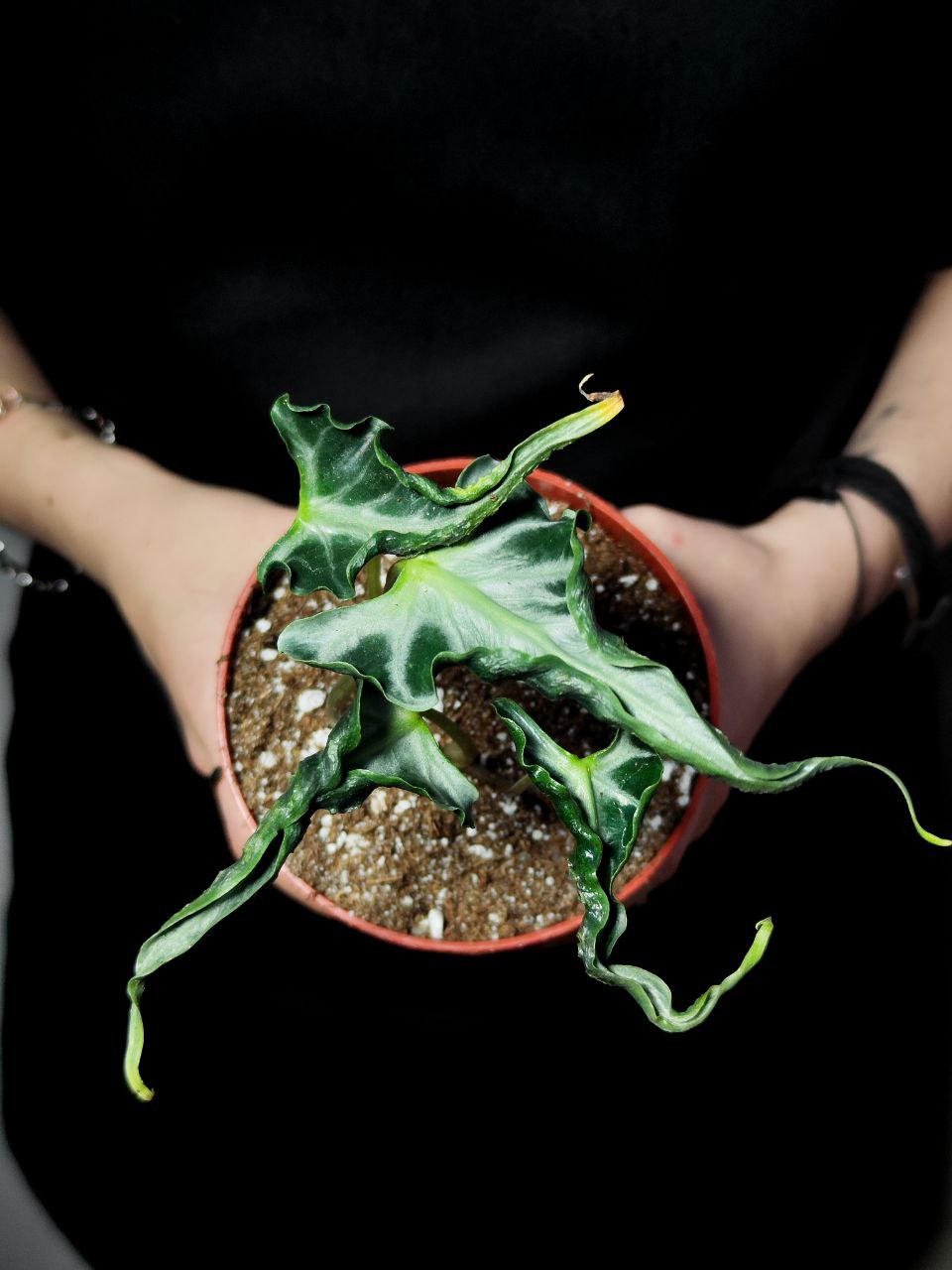 Алоказия Локо (Alocasia Loco) D12см