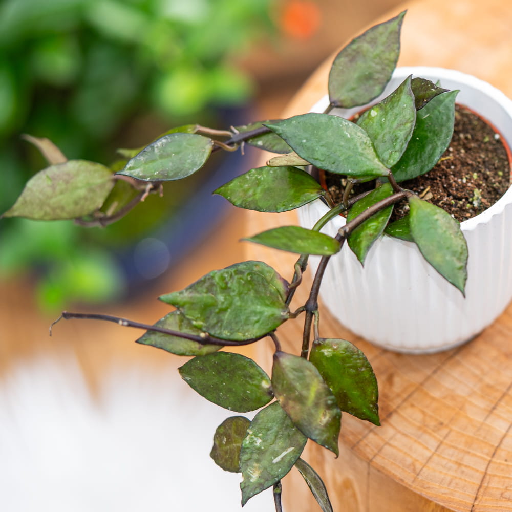 Хойя Крониана Блэк Ливс (Hoya Krohniana Black Leaves) D6см