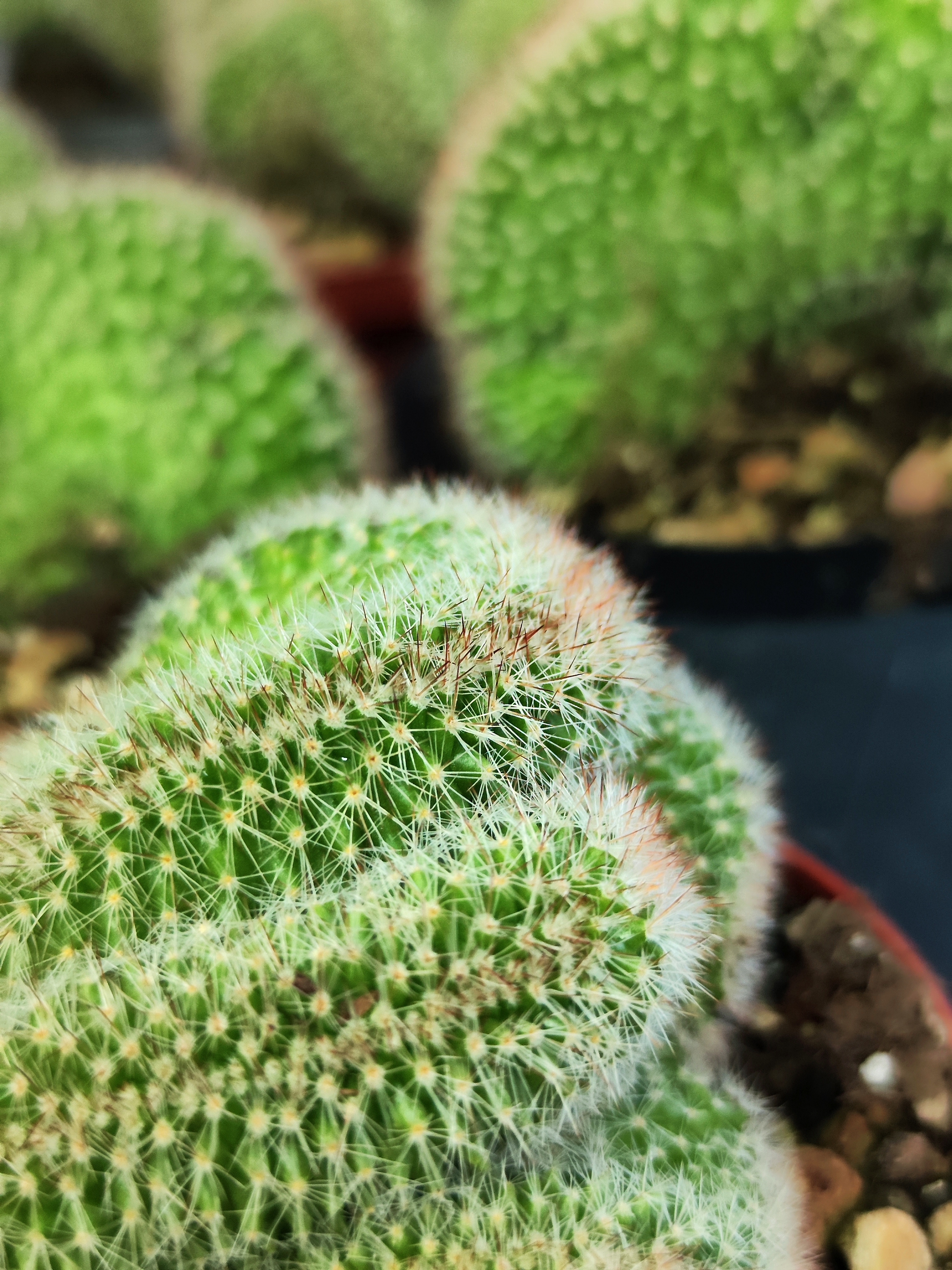 Маммилярия Эрнеста Крестата (Mammillaria Ernestii Crestata) D10см